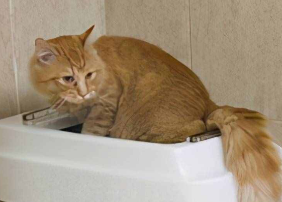 猫咪撒尿为什么很臭