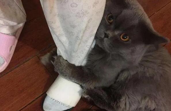 猫咪为什么爱咬我的脚踝呢