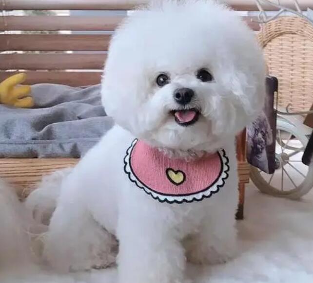 卷毛比熊犬何时产崽