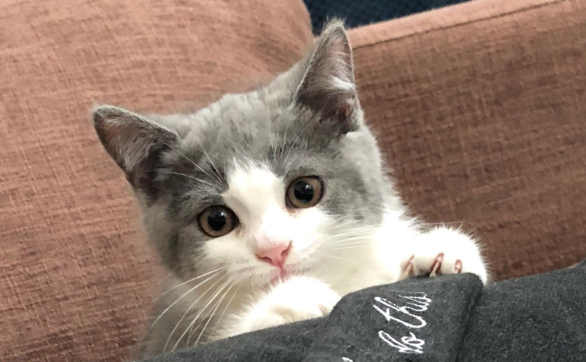 怎么卖猫咪快一点