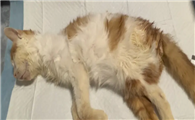 猫咪呼吸急促是要生了吗
