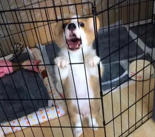 狗关笼子哼哼唧唧要理吗 狗关笼子哼哼唧唧要理吗