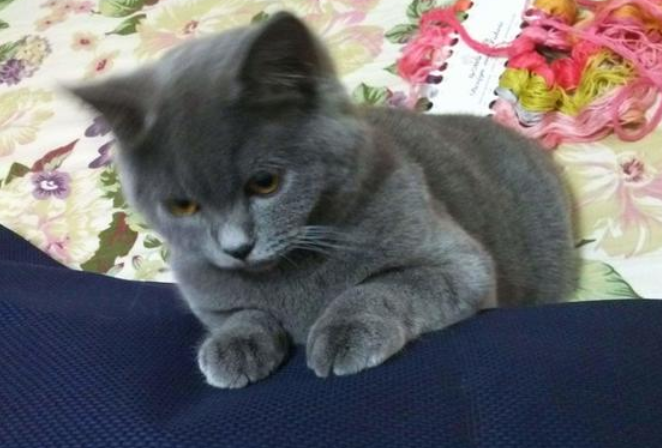 今日揭秘:蓝猫耳朵为什么是折的? 今日揭秘:蓝猫耳朵为什么是折的?