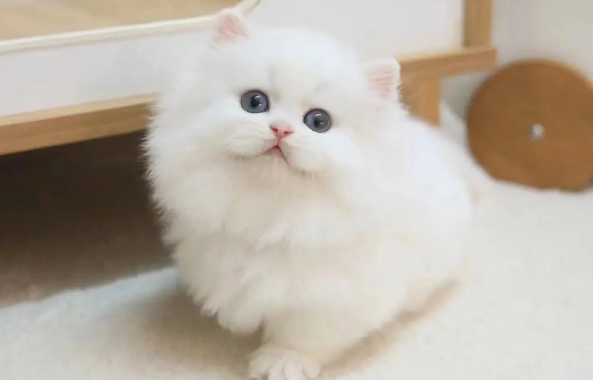 猫纯白拿破仑多少钱