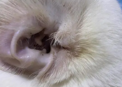 猫耳螨会爬到人身上吗 猫耳螨会爬到人身上吗