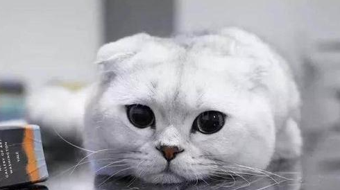 可爱猫咪为什么会流泪呢