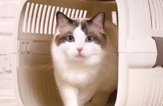 猫能自己打开航空箱吗