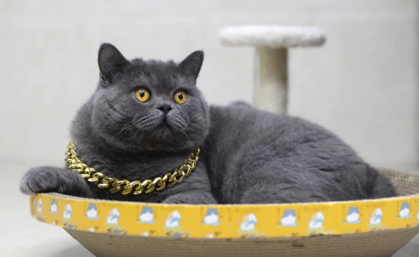英短蓝猫怀孕了吃什么好?怎么补充营养? 英短蓝猫怀孕了吃什么好?怎么补充营养?