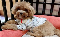 七个月狗狗尿血是怎么回事啊