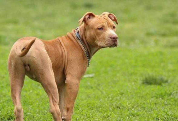 比特犬会伤害主人吗