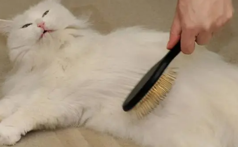 猫咪为什么最近老掉毛怎么回事
