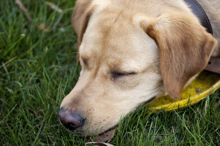 犬瘟可以自愈吗