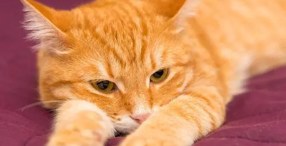 猫咪百科：橘色的猫咪有什么品种？