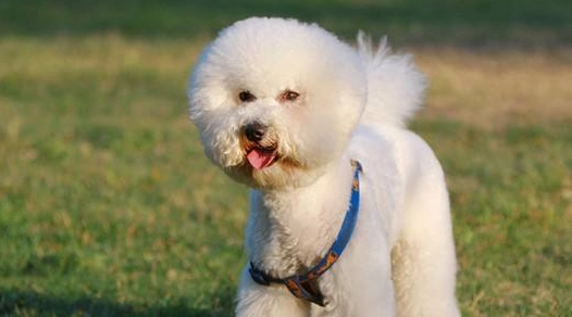博洛尼亚比熊犬一天吃几顿？