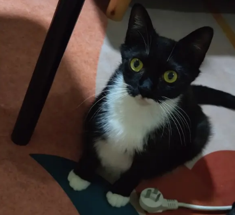 四蹄踏雪胸口带白的猫 四蹄踏雪胸口带白的猫