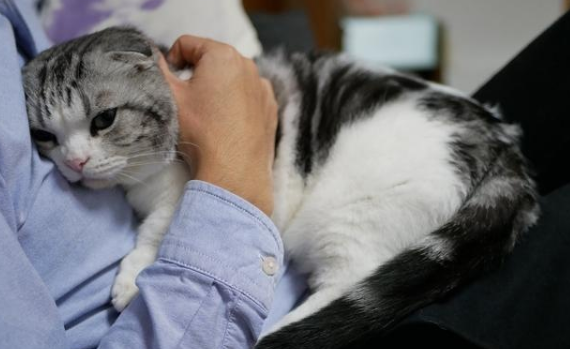 猫咪为什么能安慰人呢 猫咪为什么能安慰人呢