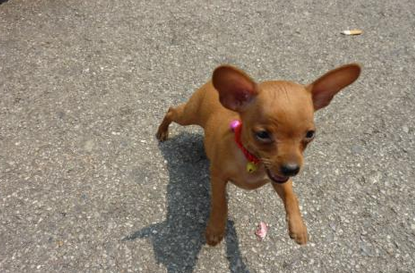 小鹿犬几天洗一次澡最好