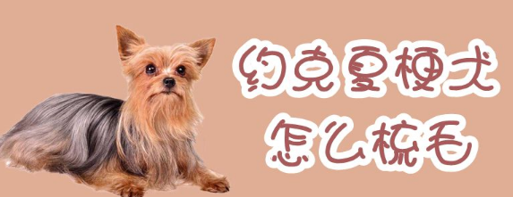 铲屎官必看 |约克夏梗犬怎么梳毛