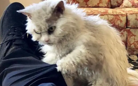 猫为什么喜欢抓主人的衣服 猫为什么喜欢抓主人的衣服