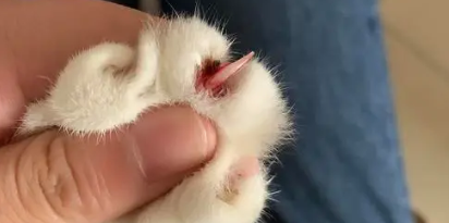 猫指甲剪出了一点点血 猫指甲剪出了一点点血
