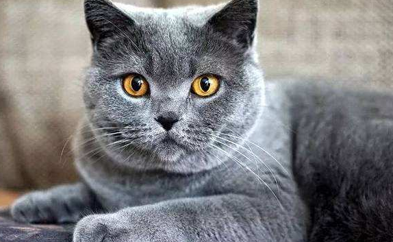 100个幽默的猫名字