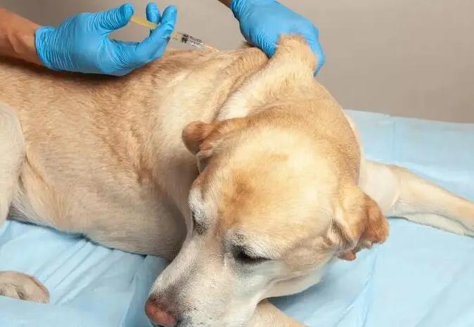 狗狗脑积水最后死亡症状 狗狗脑积水最后死亡症状