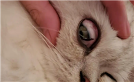 猫眼睛周围黑黑的怎么回事