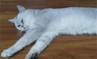 猫突然抽搐然后又正常