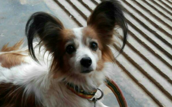 蝴蝶犬剃毛造型教程 蝴蝶犬剃毛造型教程