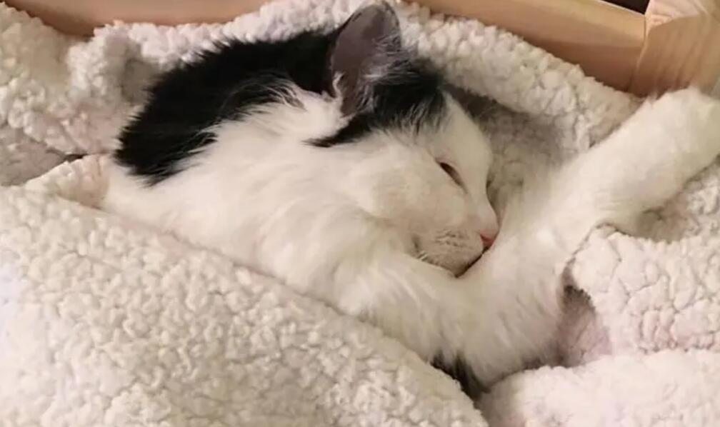 猫咪偷偷爬床睡觉为什么呢 猫咪偷偷爬床睡觉为什么呢