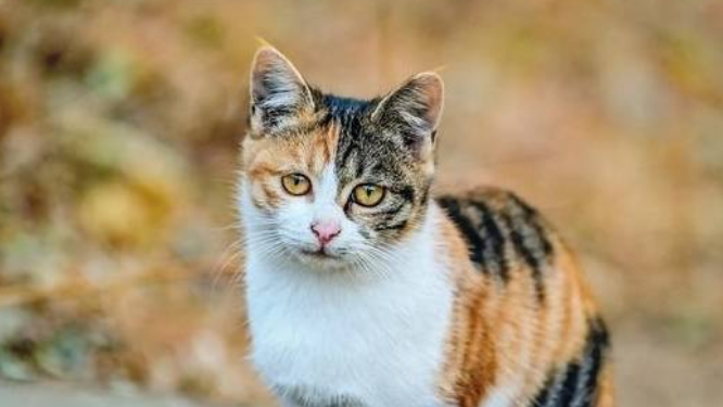 顶级三花猫图片