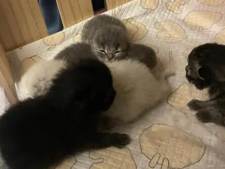 布偶猫和蓝猫配种图片 布偶猫和蓝猫配种图片