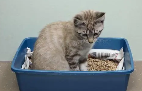 小猫多大可以自己排便
