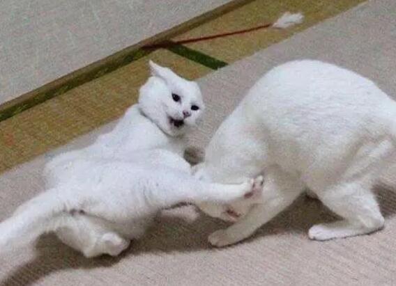猫咪在家为什么打架会叫呢 猫咪在家为什么打架会叫呢