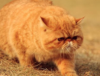 猫咪为什么容易长胖 猫咪为什么容易长胖