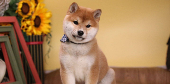 买豆柴好还是买柴犬好 买豆柴好还是买柴犬好