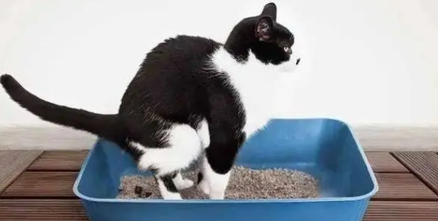 猫咪无意识掉出一粒屎