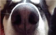 狗狗鼻头黑色变浅是为什么