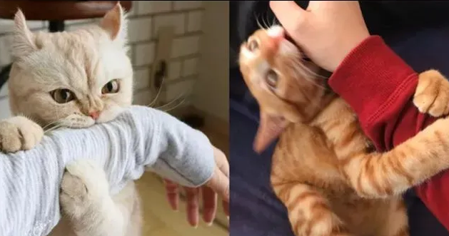 怎么教育小奶猫不咬人?有人清楚吗? 怎么教育小奶猫不咬人?有人清楚吗?