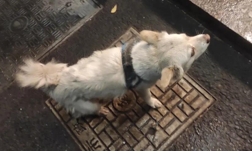 狗狗丢了千万不能找