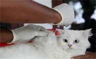 5个月大的猫打过疫苗吗