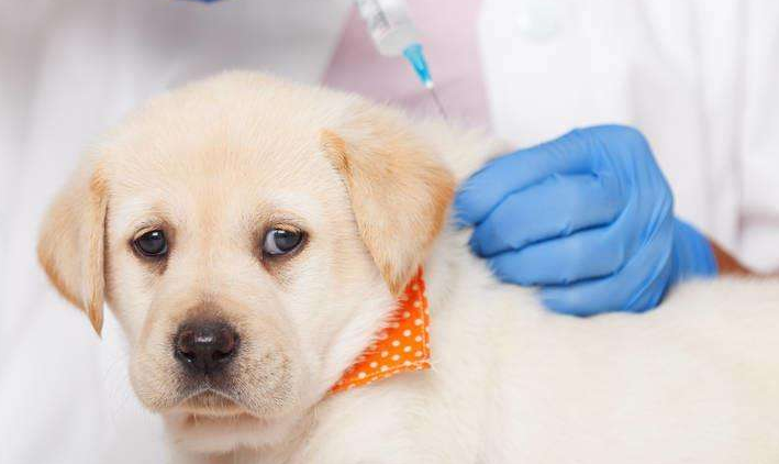 狗狗打狂犬疫苗要多少钱