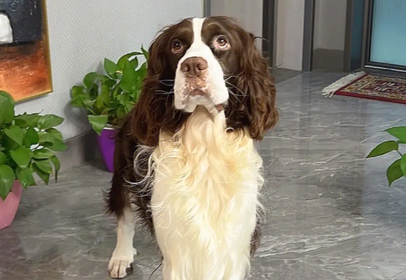 怎么辨别史宾格犬纯不纯