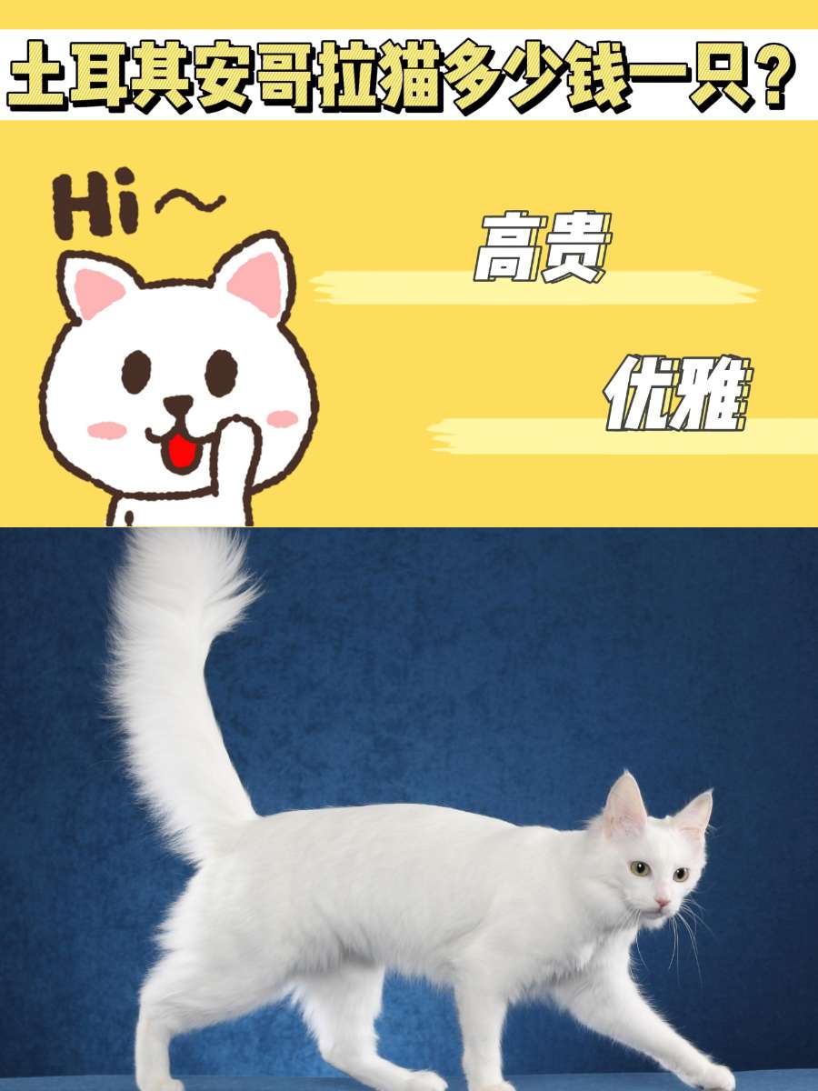 土耳其安哥拉猫多少钱一只？养它的人很少哎