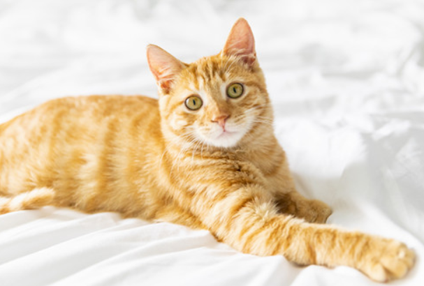 橘猫嘴唇黑斑怎么回事?快来看看吧~ 橘猫嘴唇黑斑怎么回事?快来看看吧~