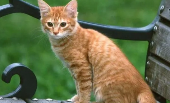 猫走失后能否找到家