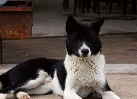 中华田园犬怎么训练不咬人?感兴趣的速来看! 中华田园犬怎么训练不咬人?感兴趣的速来看!