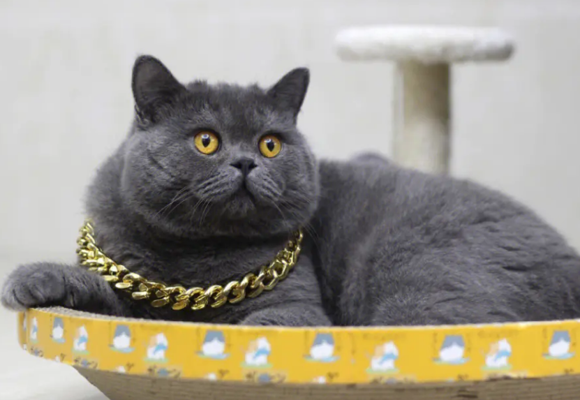 蓝猫为啥生出来黑色的猫 蓝猫为啥生出来黑色的猫