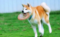 柴犬和秋田犬哪个贵
