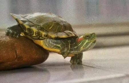 乌龟丢了千万别去找 乌龟丢了千万别去找